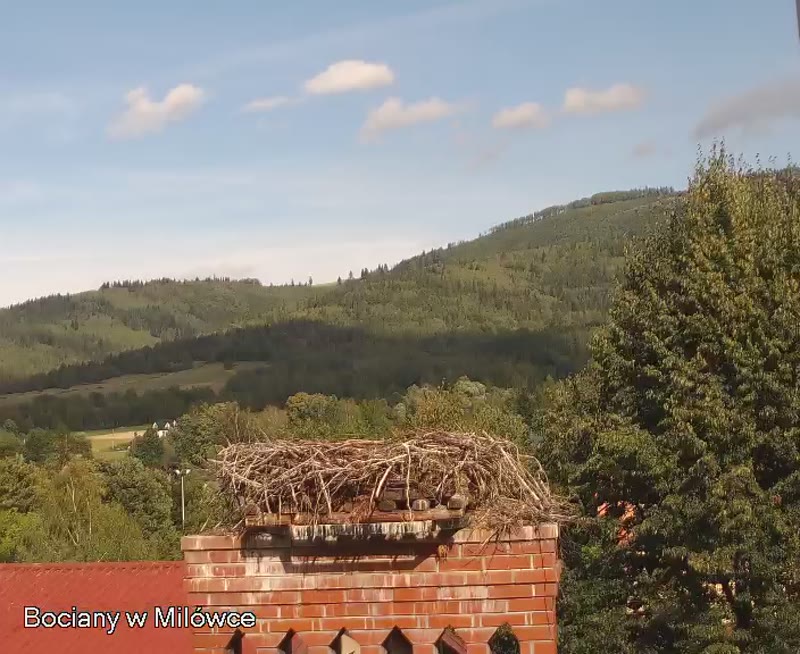 Гнездо белых аистов